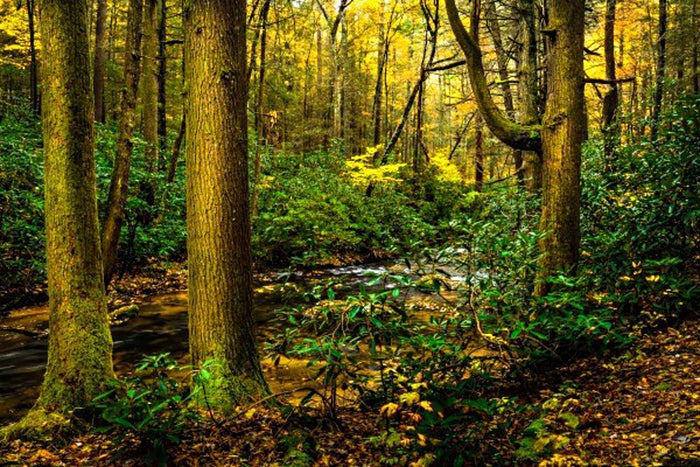 Old Growth – Art Prints by Jason Clemmons