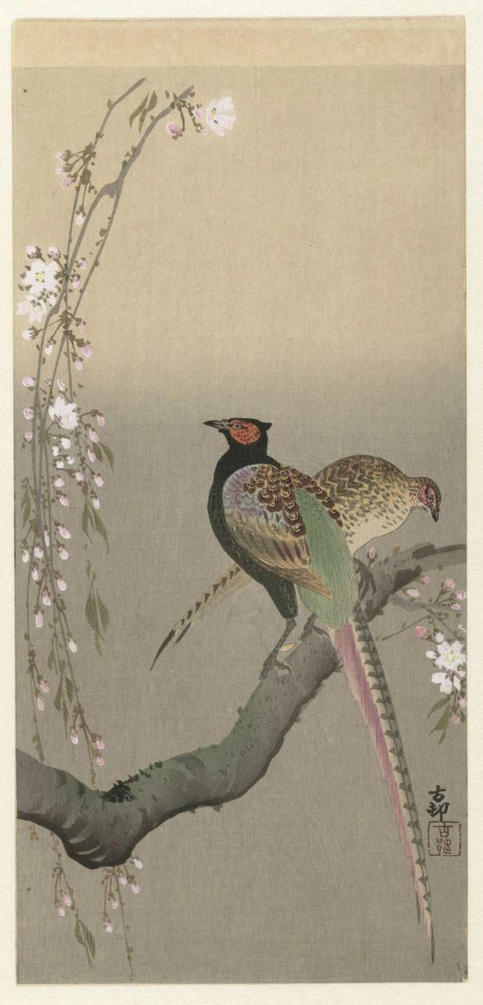 Pair of Pheasants and Cherry Blossom by Ohara Koson, 1900