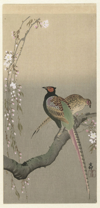 Pair of Pheasants and Cherry Blossom by Ohara Koson, 1900