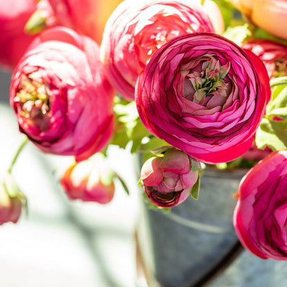 Summer Ranunculus Pink Cerise Mix Peony