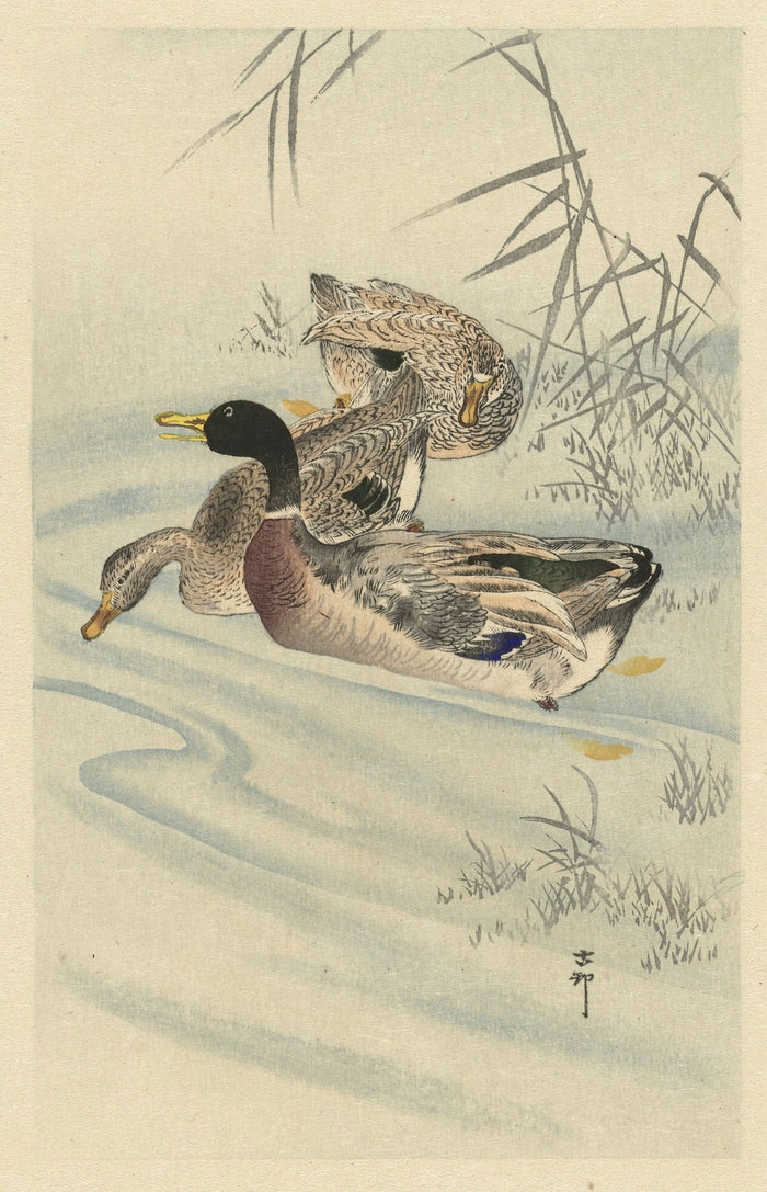 Three Ducks in Shallow Water with Reed by Ohara Koson, 1900