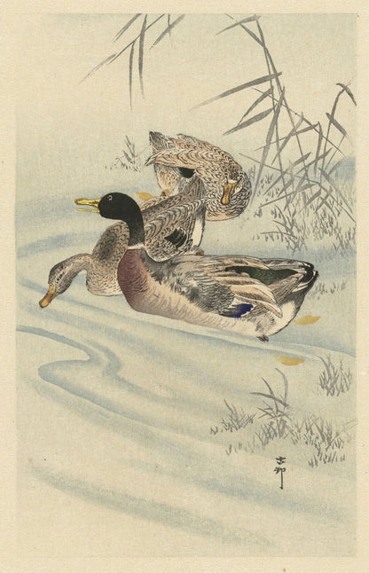 Three Ducks in Shallow Water with Reed by Ohara Koson, 1900