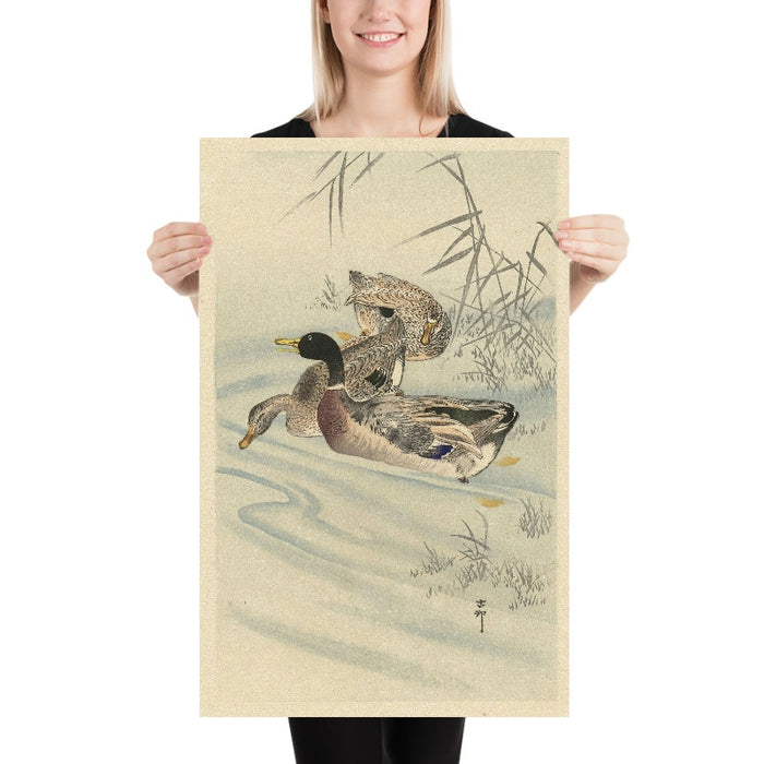 Three Ducks in Shallow Water with Reed by Ohara Koson, 1900