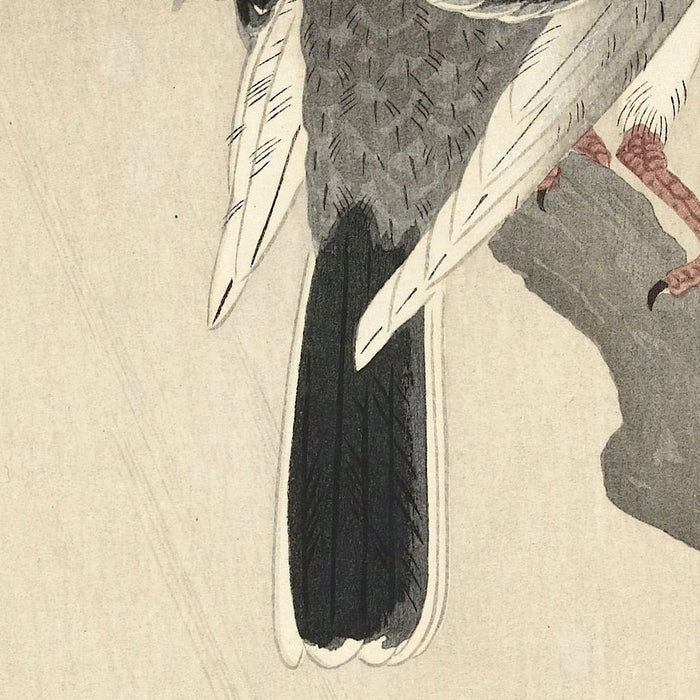 Two Pigeons on a Branch by Ohara Koson, 1877
