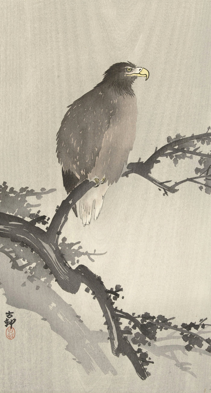 White-tailed Eagle on Branch by Ohara Koson, 1900