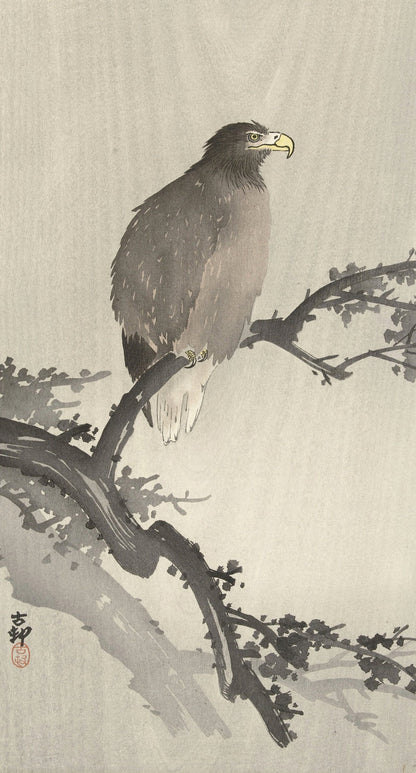 White-tailed Eagle on Branch by Ohara Koson, 1900