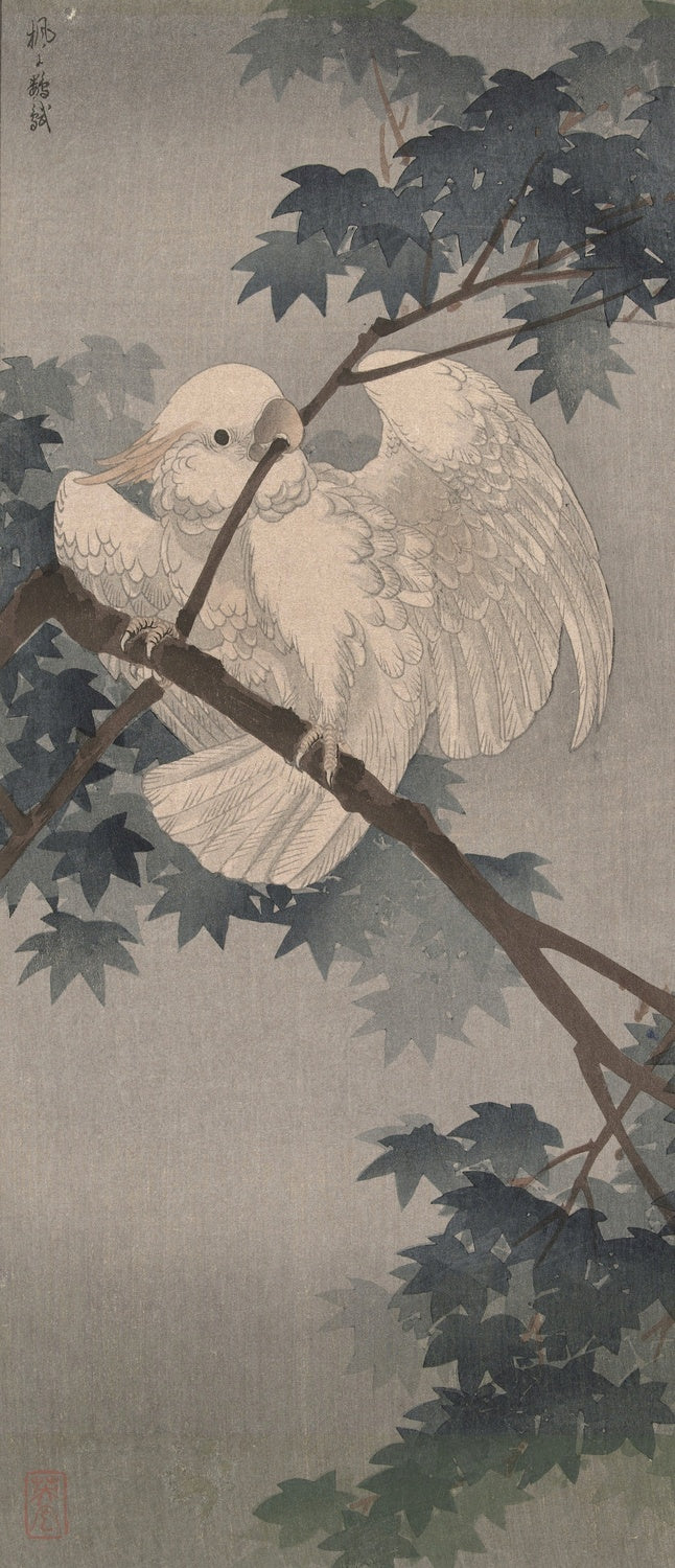Yellow Crested Cockatoo in Tree by Ohara Koson, 1900